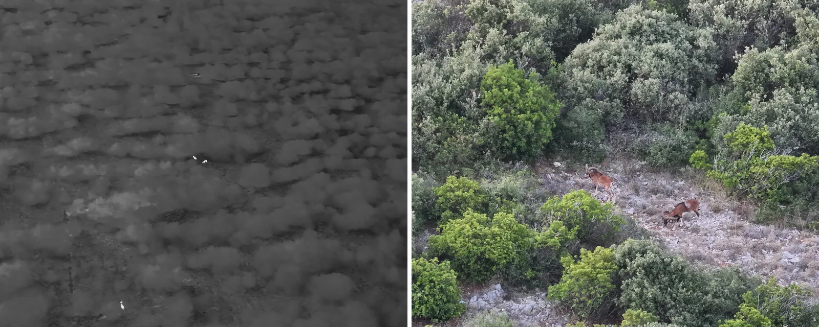 Links das Wärmebild mit den Tieren als helle Punkte, rechts dieselbe Stelle im Tagesbild
